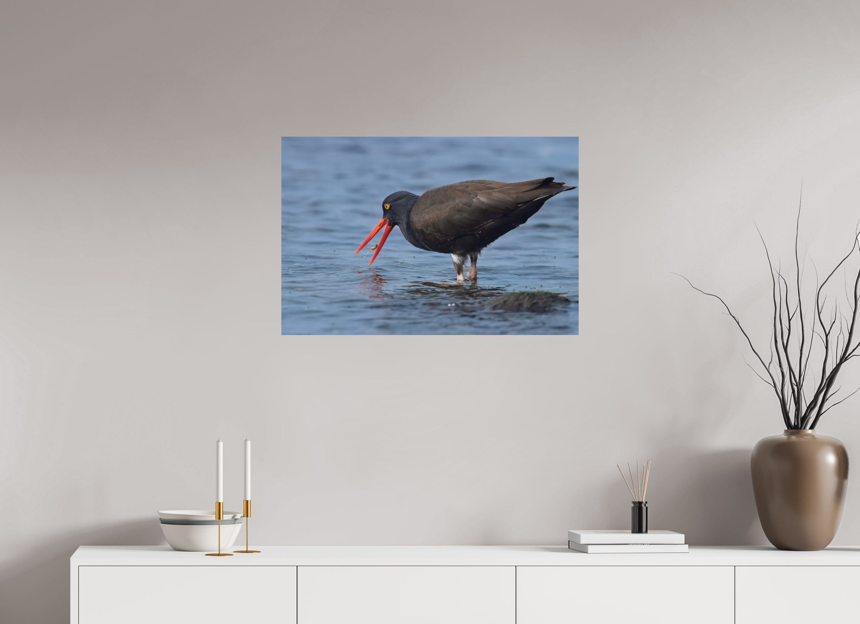 30 x 20″, Photo Print on Aluminum Backing Oystercatcher