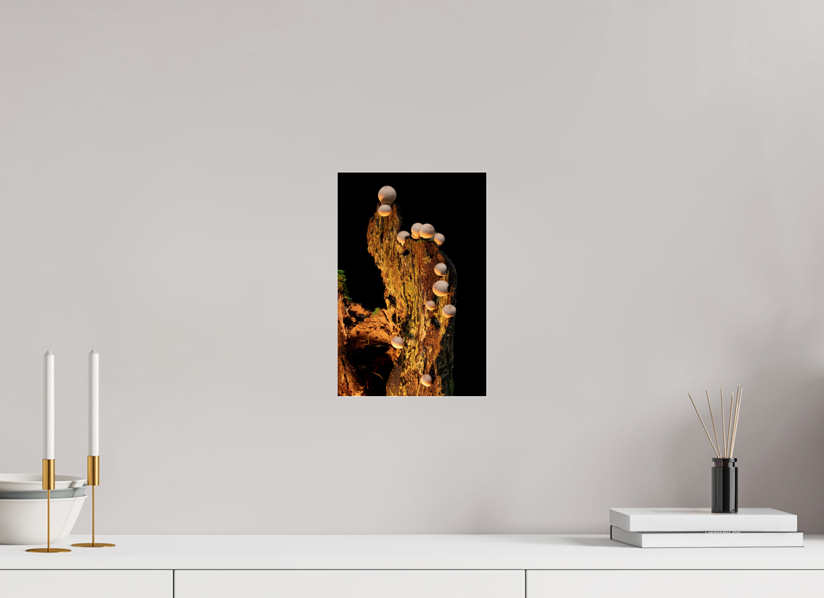 8 x 12″, Photo Mounted Under Acrylic Glass Stepping Mushrooms