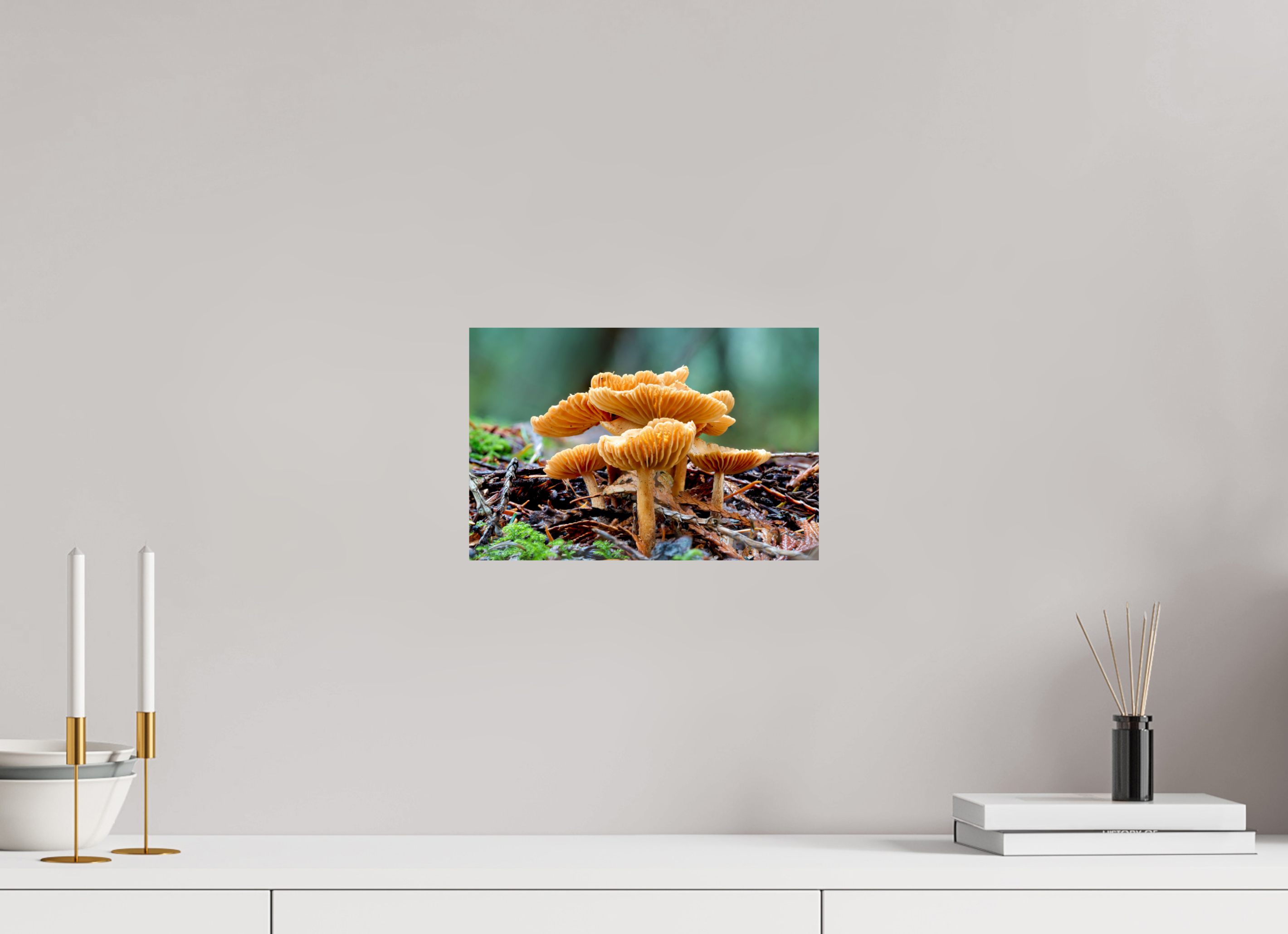12 x 8″, Photo Print on Aluminum Backing Family of Fungi