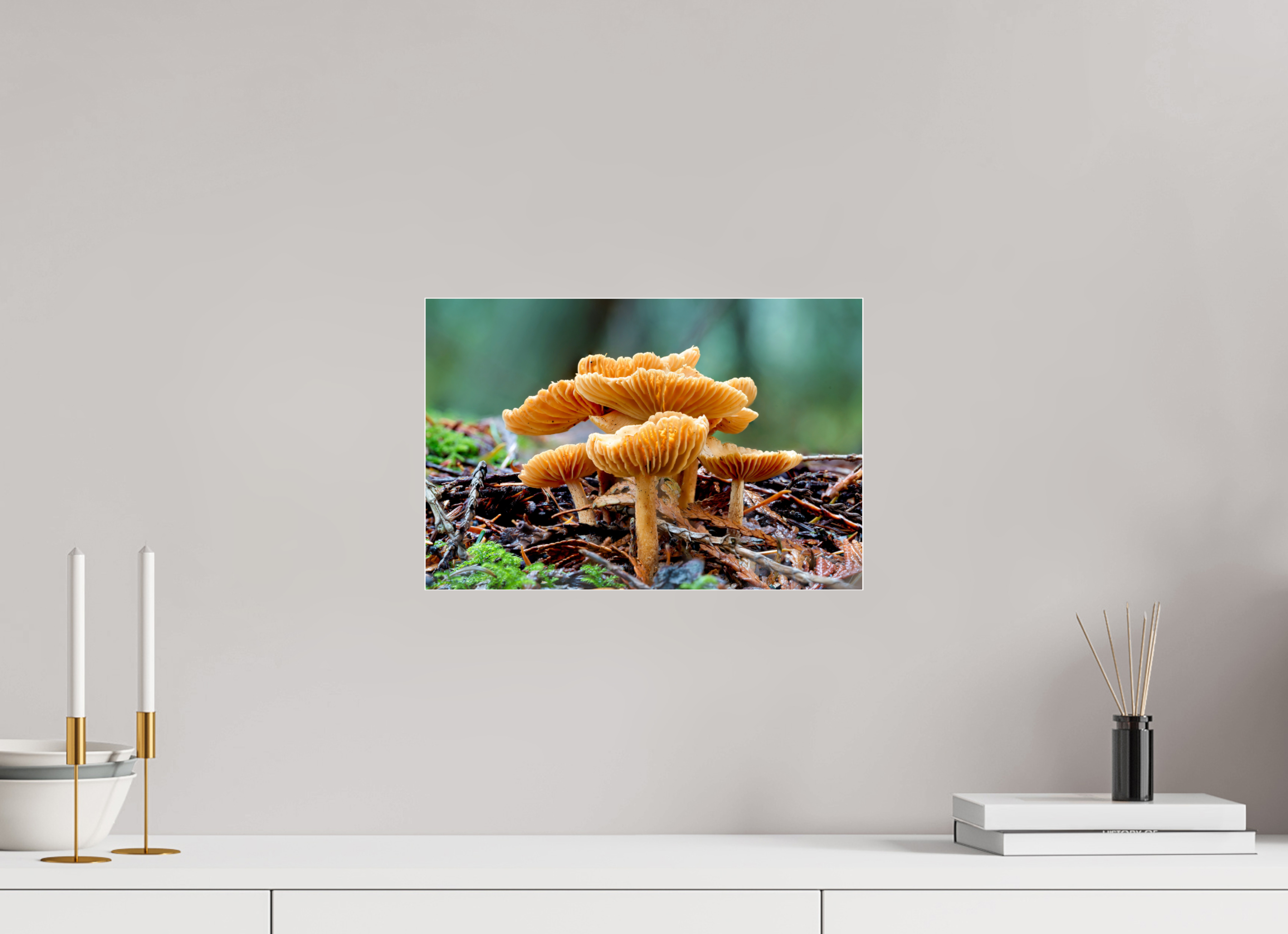 15 x 10″, Photo Mounted Under Acrylic Glass Family of Fungi