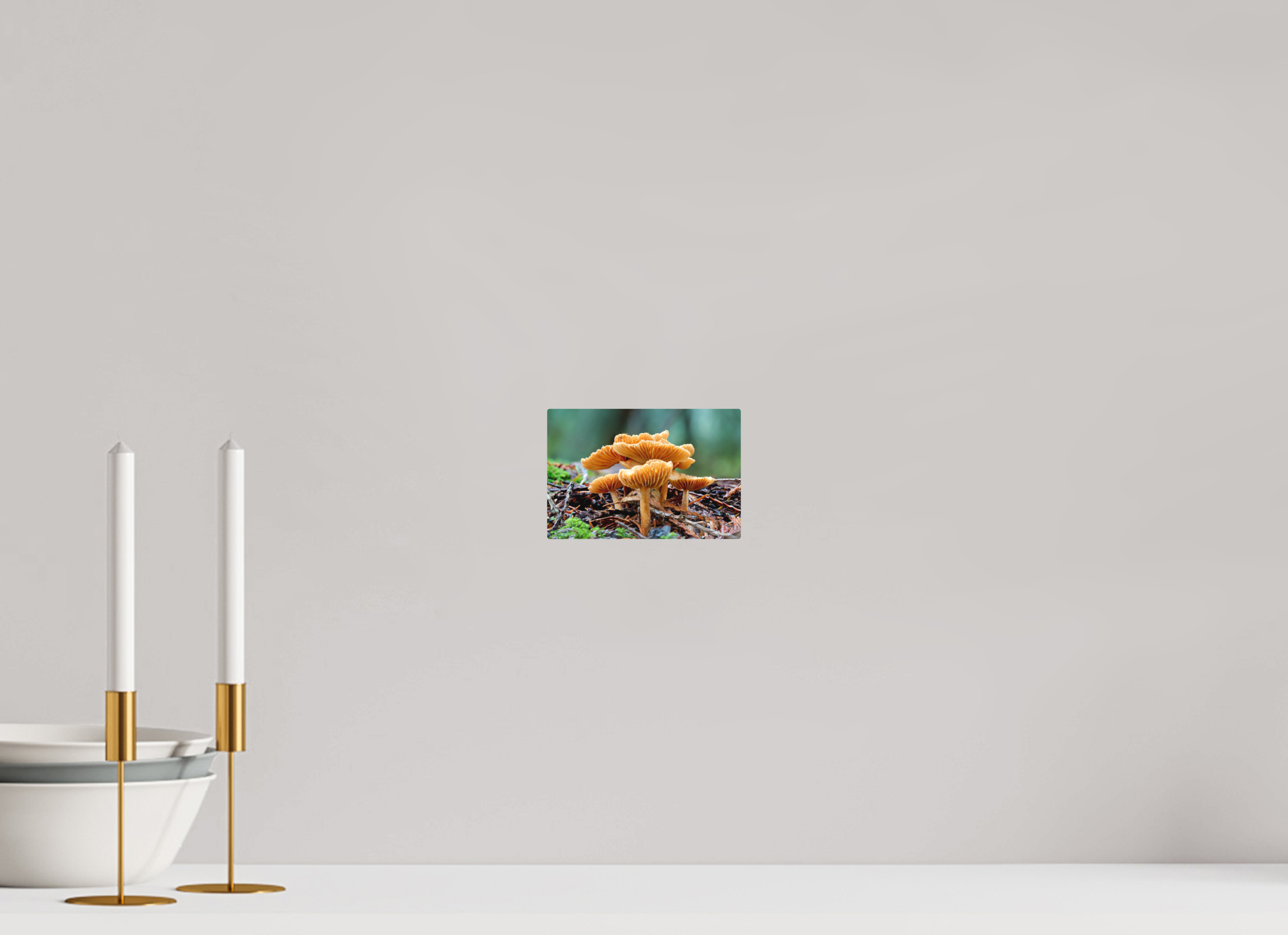 6 x 4″, Direct Print on Aluminum with mounting hardware included. Family of Fungi