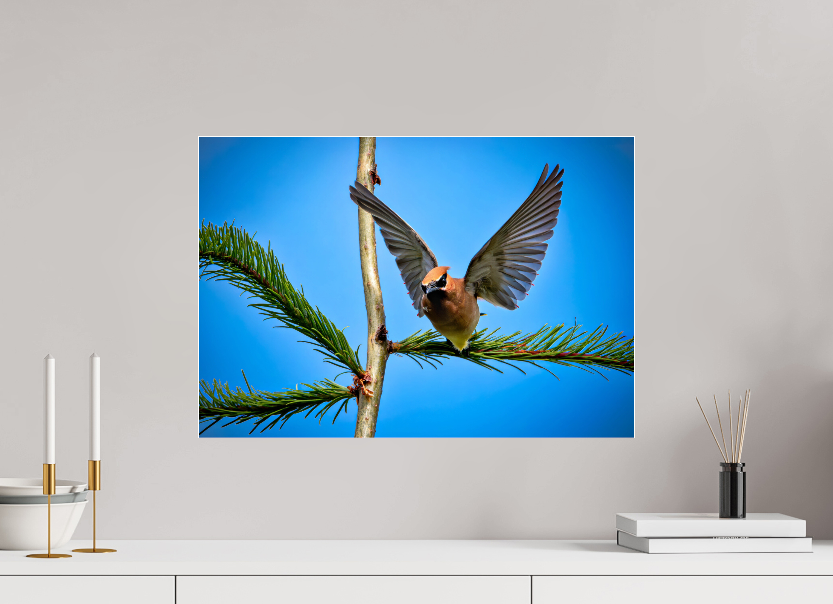 23.1 x 16″, Photo Mounted Under Acrylic Glass Wing of the Waxwing
