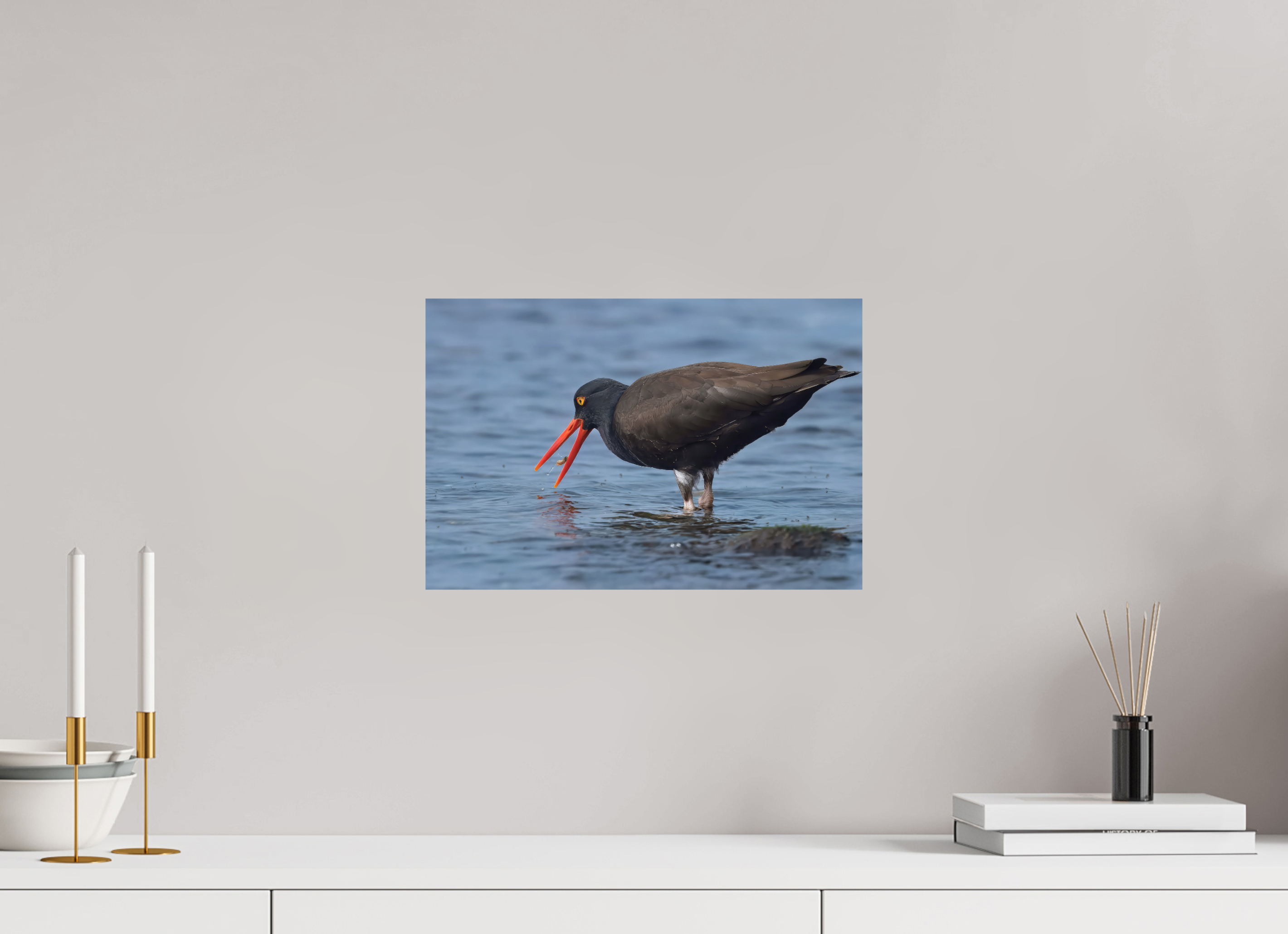 15 x 10″, Photo Print on Aluminum Backing Oystercatcher