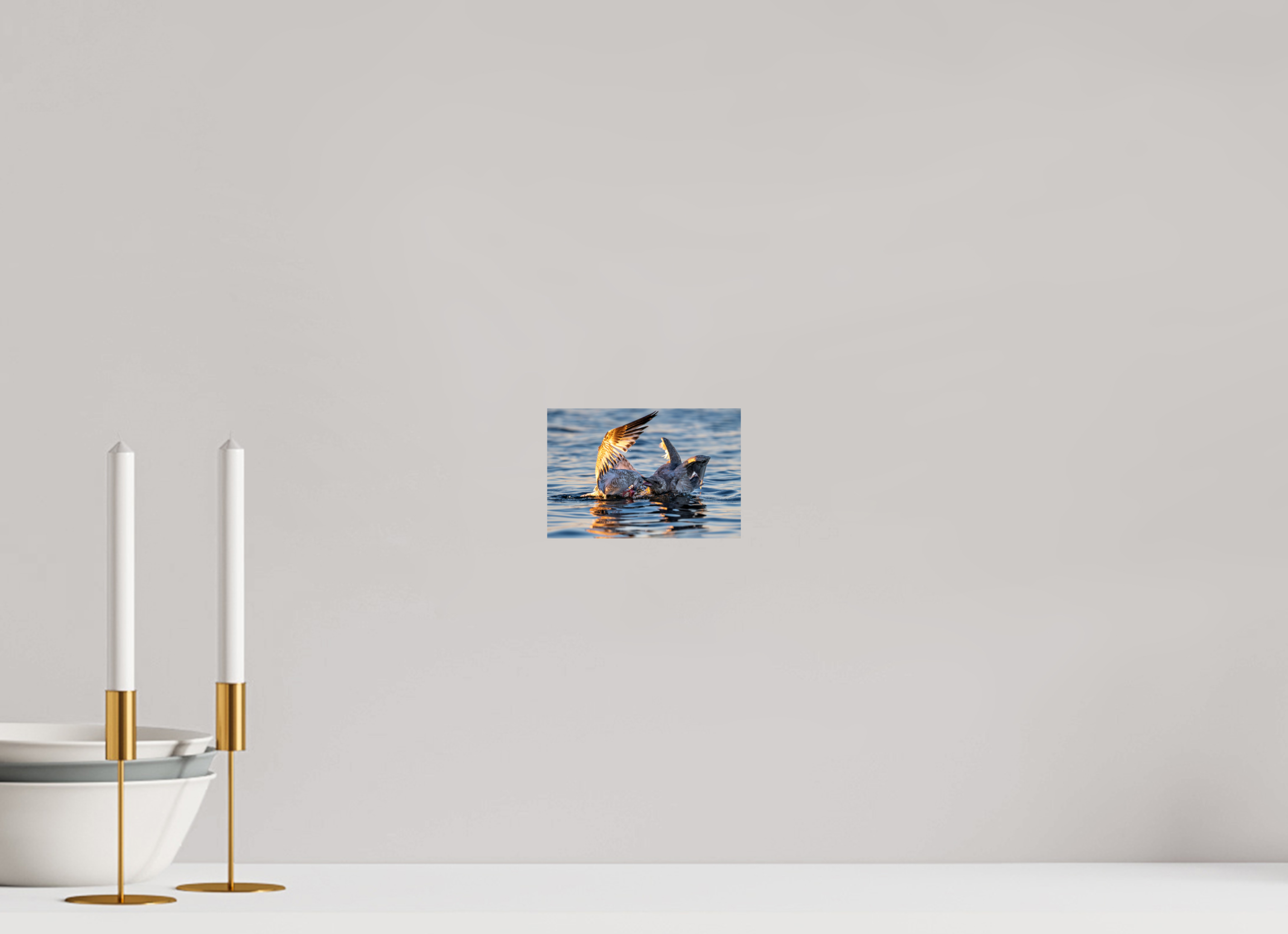 6 x 4″, Photo Print on Aluminum Backing Seabird Battle