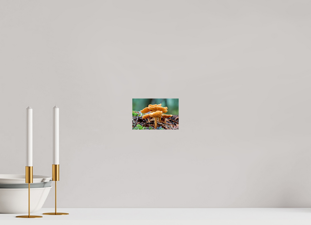 6 x 4″, Photo Print On Fuji Crystal DP II Paper Family of Fungi