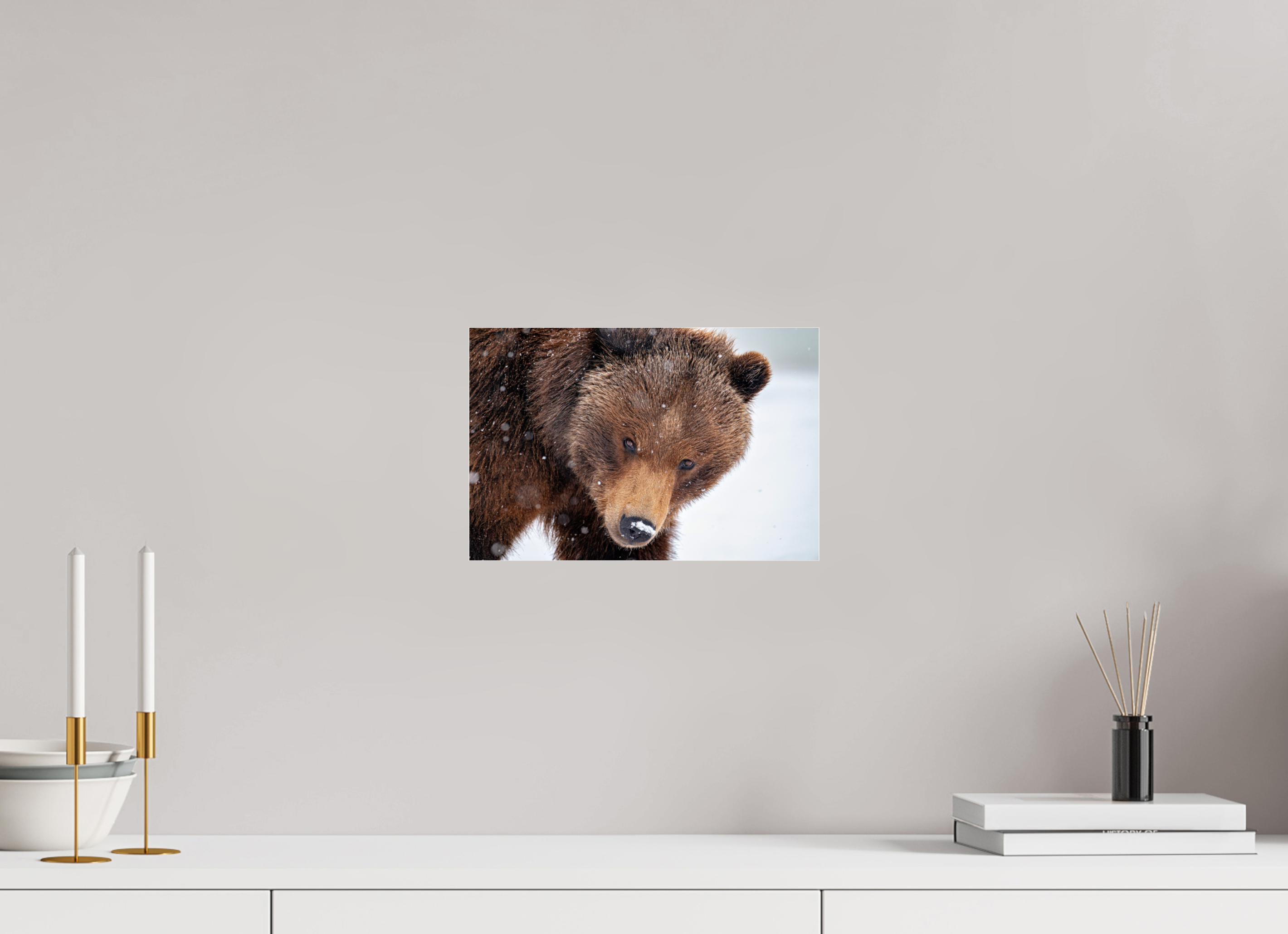 12 x 8″, Photo Print Under Acrylic Glass Bear Stare